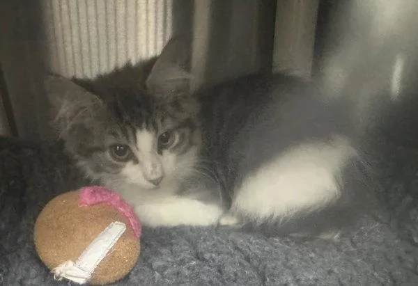A baby small-sized male Domestic Medium Hair cat named Dvd for adoption in Sherwood, OR