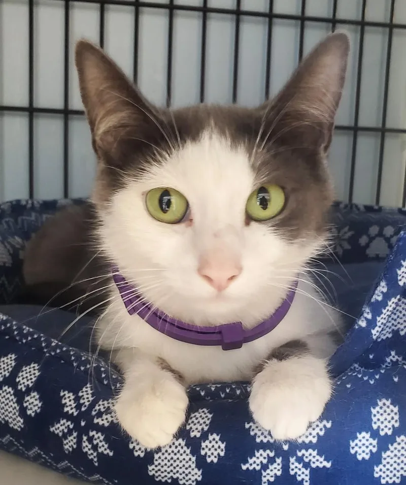An adult small-sized female Gray & White Domestic Short Hair cat named Baby for adoption in Spokane Valley, WA