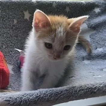 A baby small-sized male Orange / Red Domestic Short Hair cat named Elio for adoption in Austin, TX