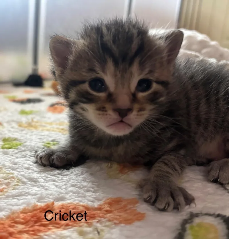 A baby medium-sized male Domestic Short Hair cat named Cricket for adoption in Johnson City, TN