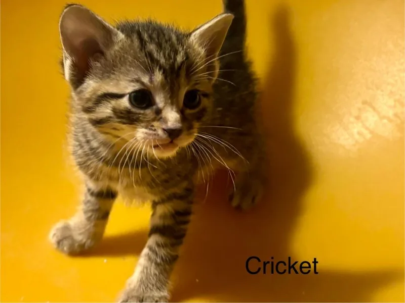 Cricket thumbnail 4