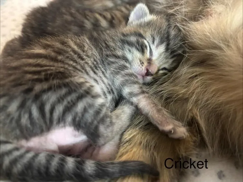Cricket thumbnail 5