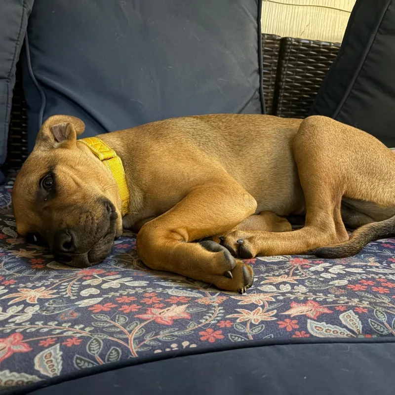 A young medium-sized male Pit Bull Terrier dog named Tractor for adoption in Kansas City, MO