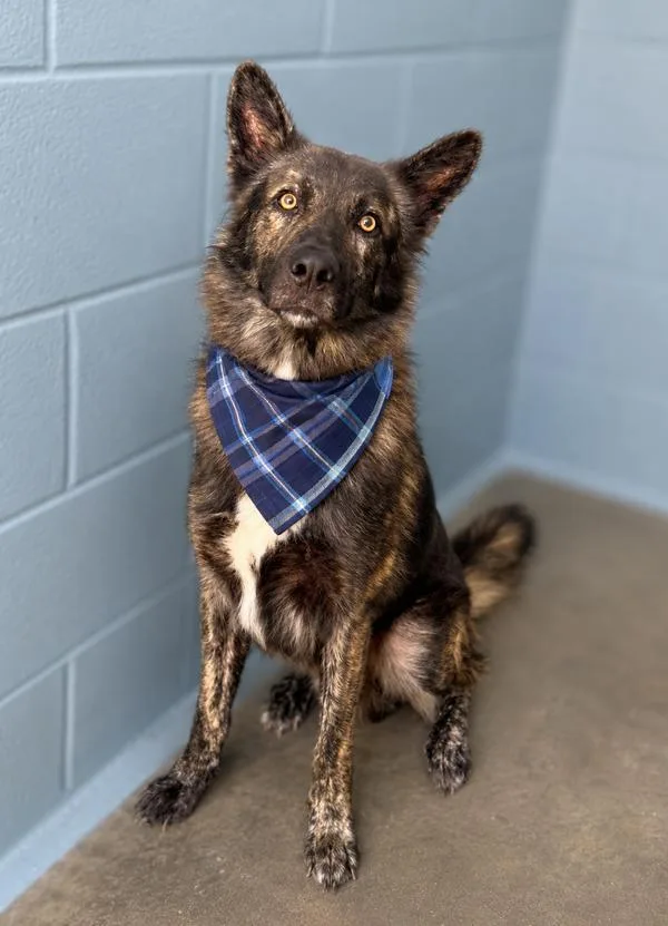 An adult large-sized male Shepherd dog named Tyrone for adoption in Lafayette, LA
