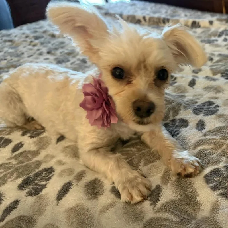 Bonnie