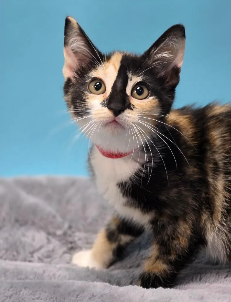 A baby medium-sized female Domestic Short Hair cat named Sicilly for adoption in Huntington, IN