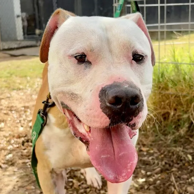 An adult large-sized male White / Cream Terrier dog named Rowen for adoption in Marshall, TX