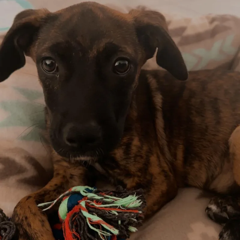 A baby medium-sized female Brown / Chocolate Mixed Breed dog named Mindy for adoption in Sarasota, FL