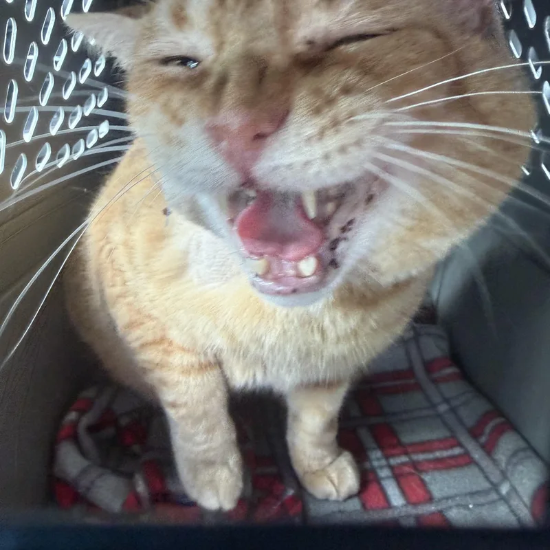 An adult large-sized male Domestic Short Hair cat named Biscuit for adoption in Cranford, NJ