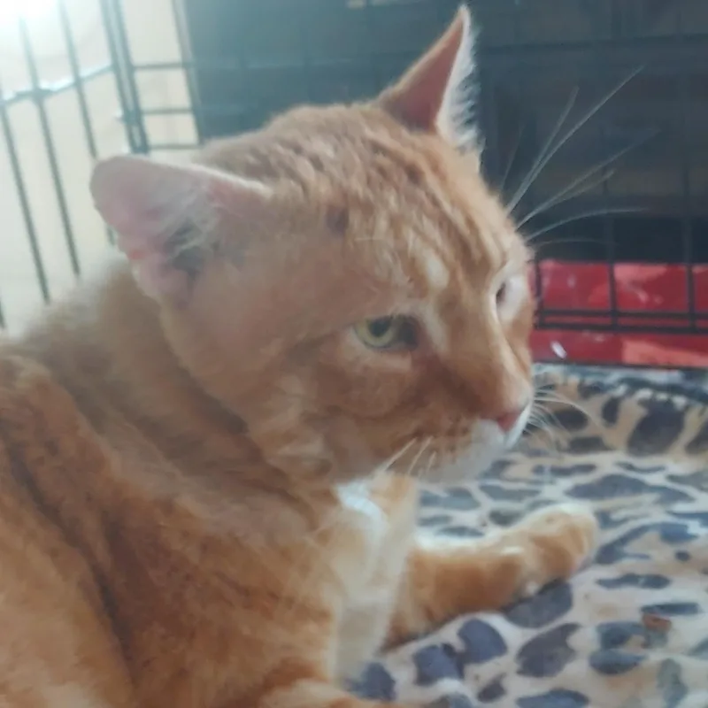 Biscuit thumbnail 3