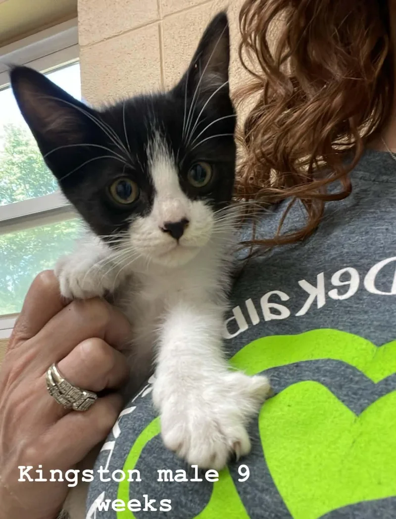 A baby medium-sized male Black & White / Tuxedo Domestic Short Hair cat named Kingston for adoption in Fort Payne, AL