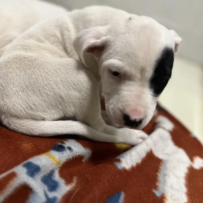 A baby small-sized female White / Cream Labrador Retriever dog named Panda for adoption in Clanton, AL