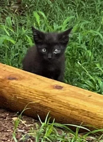A baby medium-sized male Domestic Short Hair cat named Ozzy for adoption in Little Rock, AR