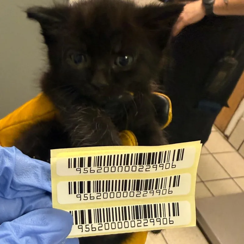 A baby small-sized male Domestic Medium Hair cat named Doc for adoption in Charleston, WV