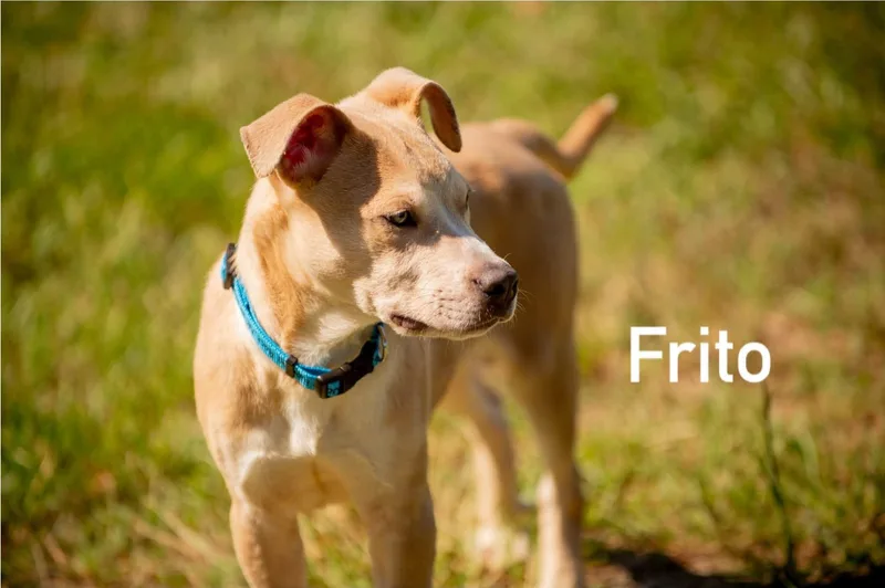 Frito