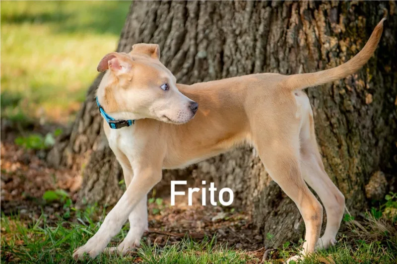 Frito thumbnail 2