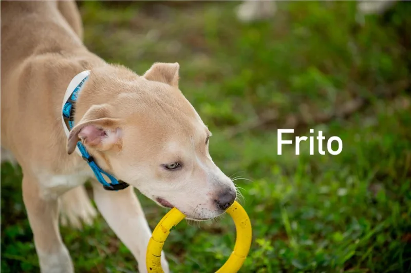 Frito thumbnail 3