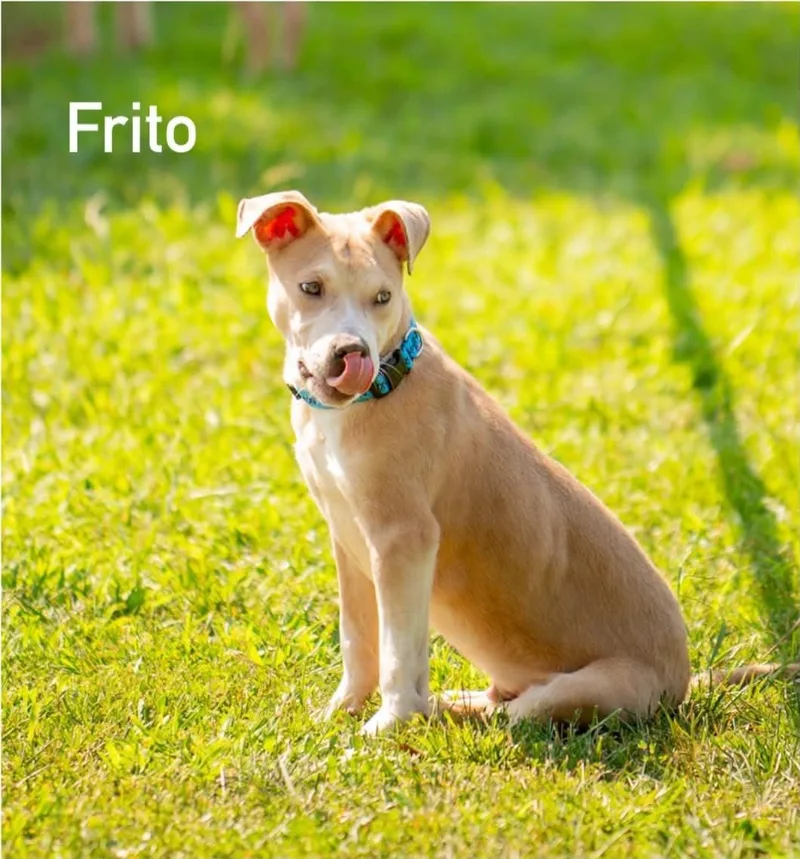 Frito thumbnail 4