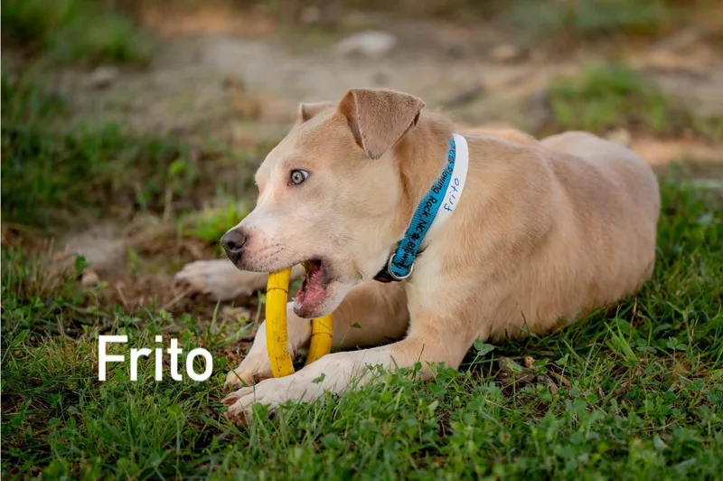 Frito thumbnail 5