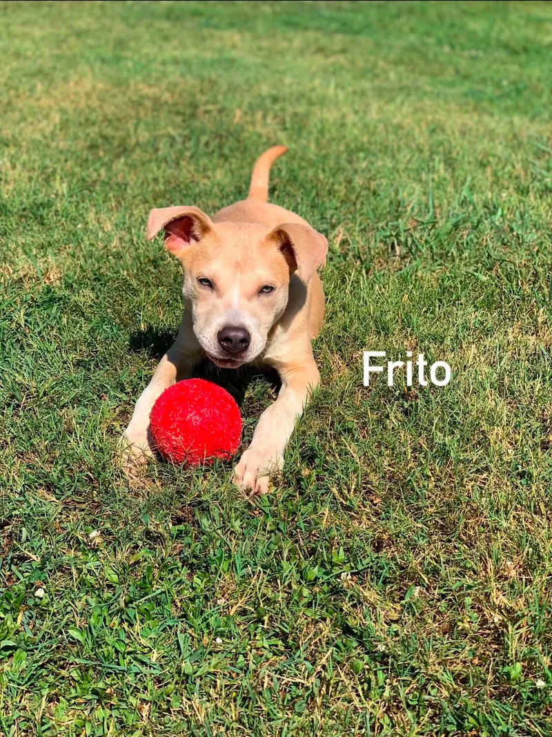 Frito thumbnail 6
