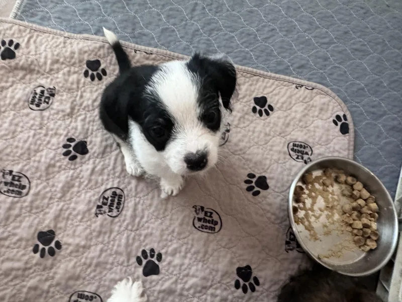 A baby small-sized male Black Maltese dog named Ian for adoption in Monroe, NC