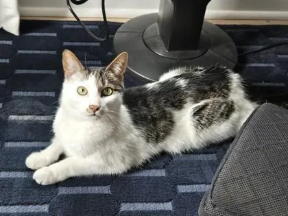 An adult medium-sized male Domestic Short Hair cat named Panda for adoption in Washington, DC
