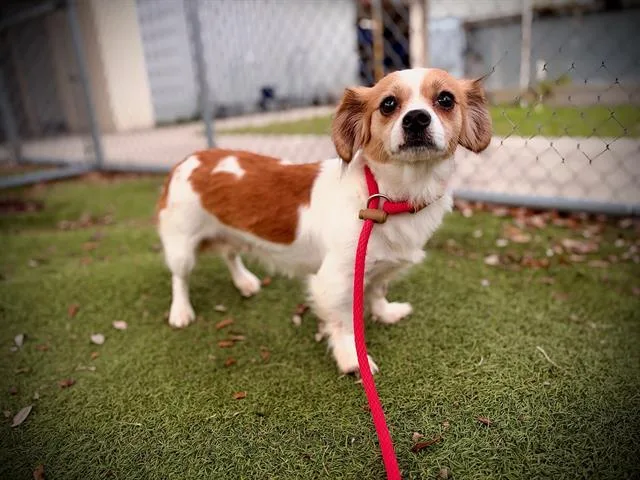 An adult small-sized female Chihuahua dog named Lily for adoption in Orlando, FL