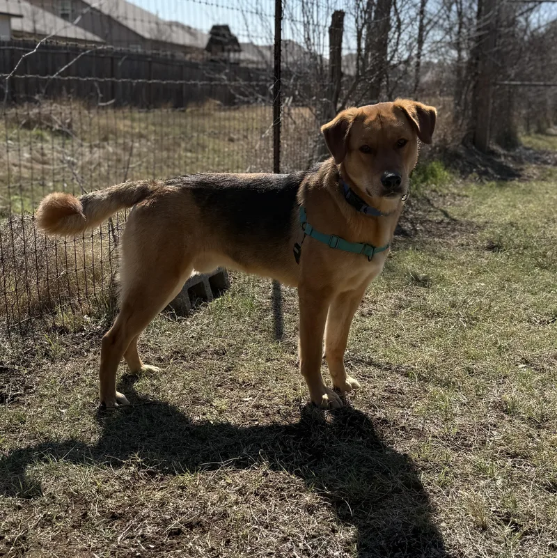 An adult large-sized male Golden Retriever dog named Brody for adoption in Bulverde, TX