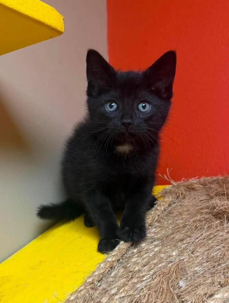 A baby medium-sized male Black Domestic Short Hair cat named Chip for adoption in Maryville, MO