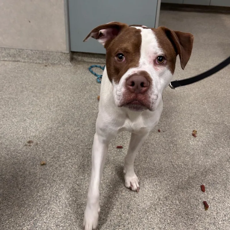 A young large-sized male White / Cream Mixed Breed dog named Ralphie for adoption in Jacksonville, FL