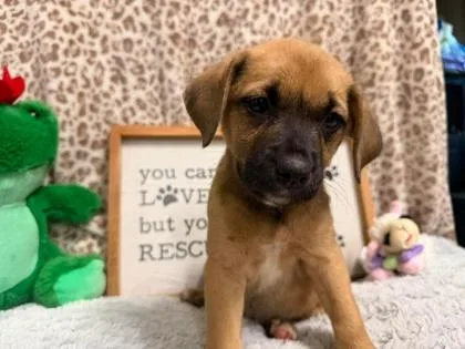 A baby small-sized male Mixed Breed dog named Stabler for adoption in West Chester, PA