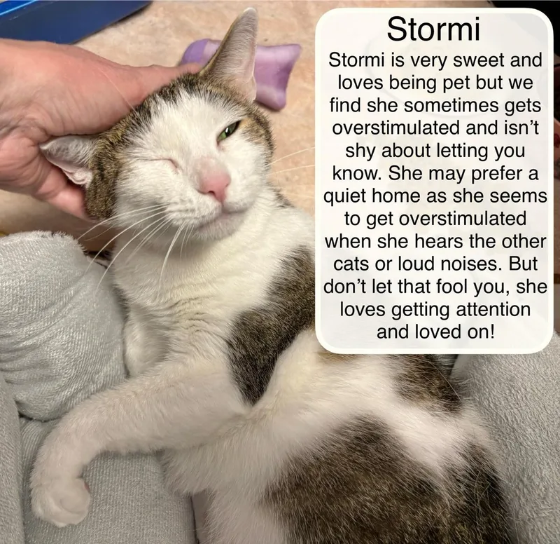 An adult medium-sized female White Domestic Short Hair cat named Stormi for adoption in Ellicott City, MD