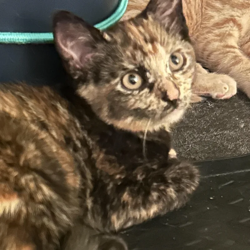 A baby medium-sized female Tortoiseshell Domestic Short Hair cat named Nova for adoption in Yardley, PA