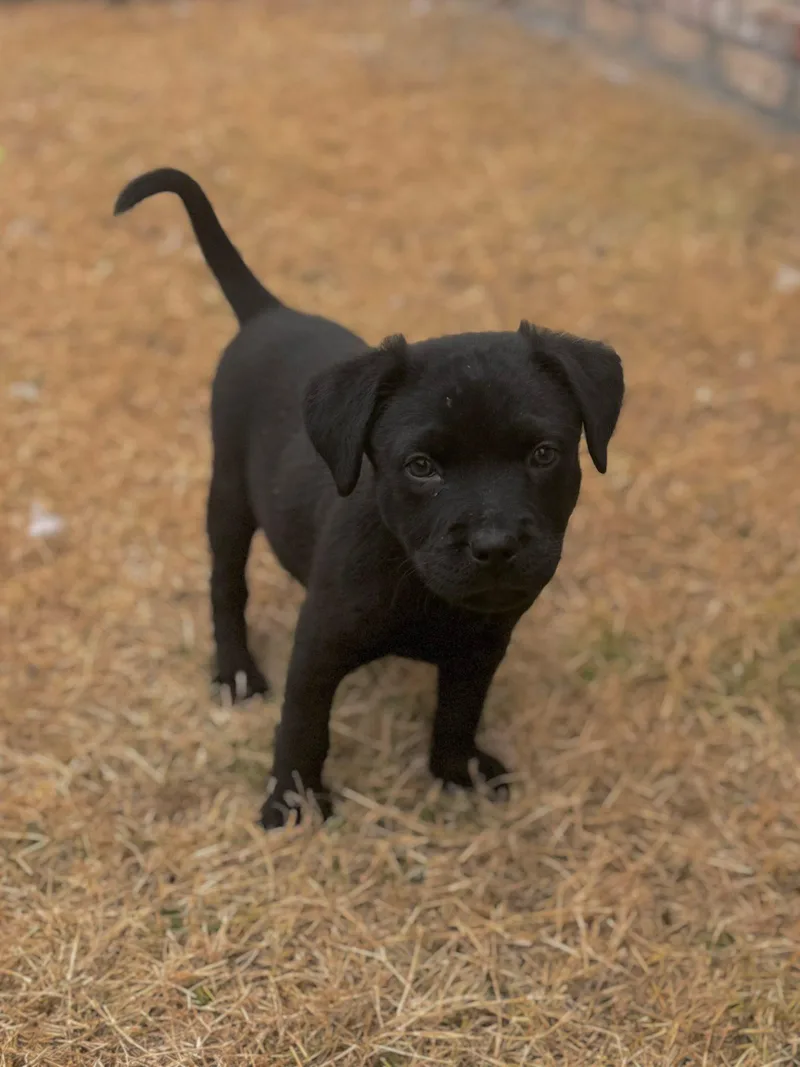 Dillard  Dresden Dog