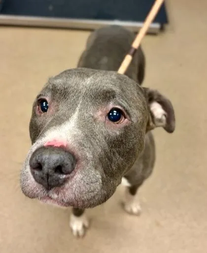 An adult large-sized male Mixed Breed dog named Chadwick for adoption in Chamblee, GA