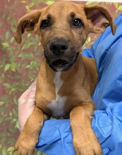 A young small-sized male Shepherd dog named Handsome Boy for adoption in San Antonio, TX
