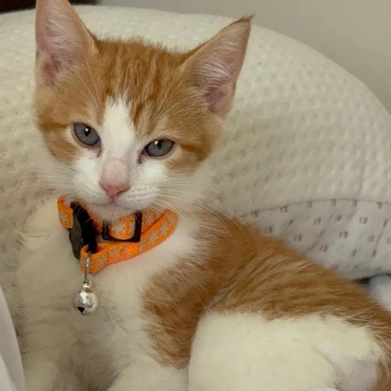 An adult large-sized male Domestic Short Hair cat named Oliver for adoption in West Palm Beach, FL