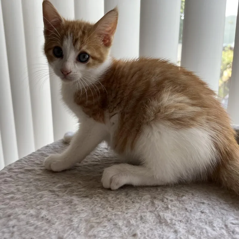 Oliver thumbnail 6
