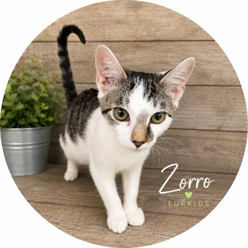 A baby medium-sized male Domestic Short Hair cat named Zorro for adoption in Cumming, GA