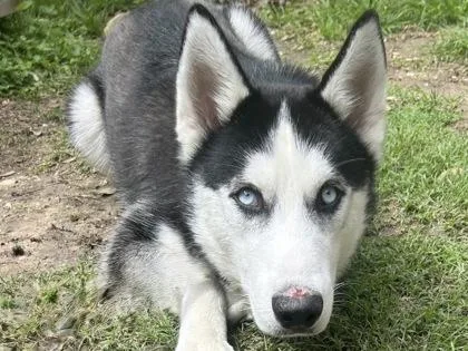 An adult medium-sized male Black Mixed Breed dog named Nico for adoption in Georgetown, TX