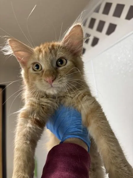 A baby small-sized male Domestic Short Hair cat named Caramel Apple Pie for adoption in Sherwood, OR