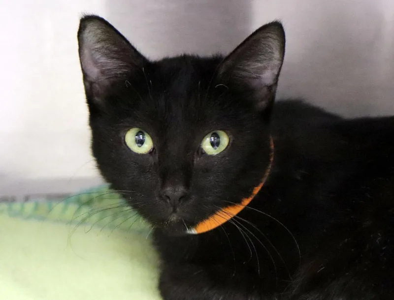 A young small-sized female Domestic Short Hair cat named Jan for adoption in Kansas City, KS