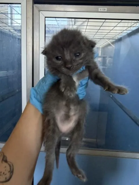 A baby small-sized female Domestic Short Hair cat named Trixie for adoption in San Bernardino, CA