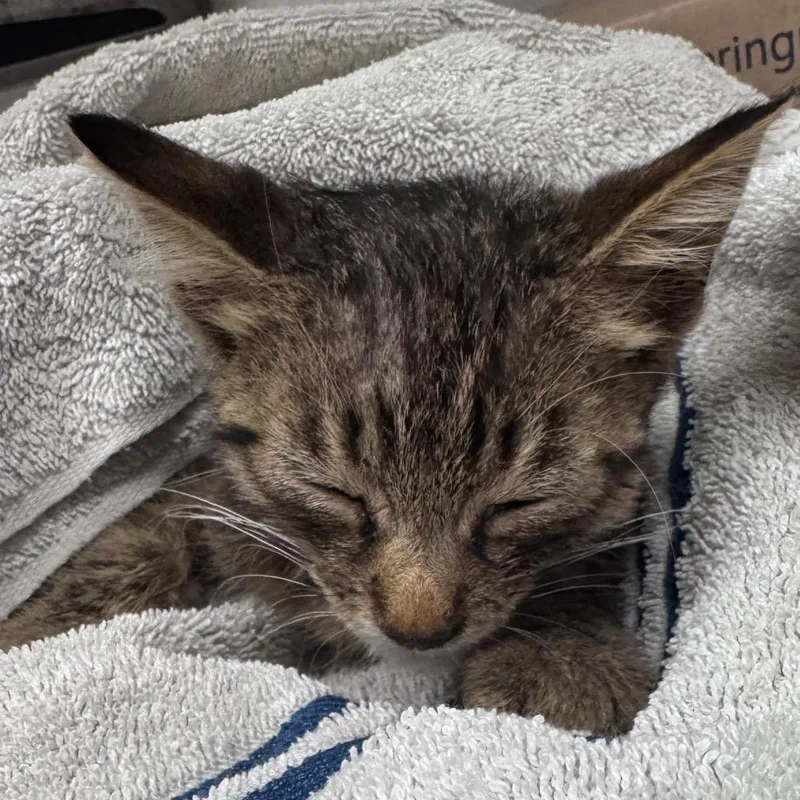 A baby small-sized male Gray / Blue / Silver Domestic Short Hair cat named Rumble for adoption in Austin, TX