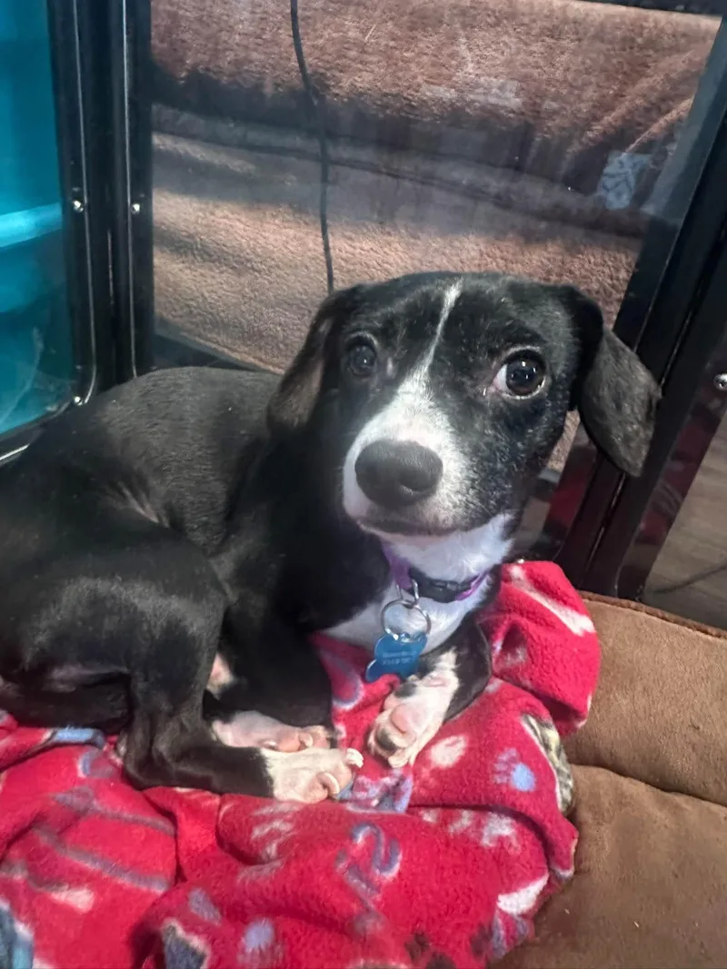 An adult small-sized male Chihuahua dog named Cowboy for adoption in Grosse Pointe Park, MI