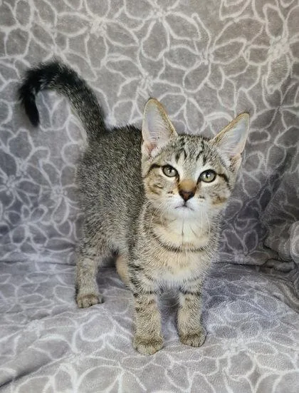 A baby small-sized female Domestic Short Hair cat named 7144 (Nann) for adoption in Lake City, MI