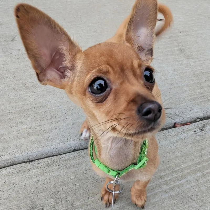 A baby small-sized female Yellow / Tan / Blond / Fawn Chihuahua dog named Dobby for adoption in Point Richmond, CA