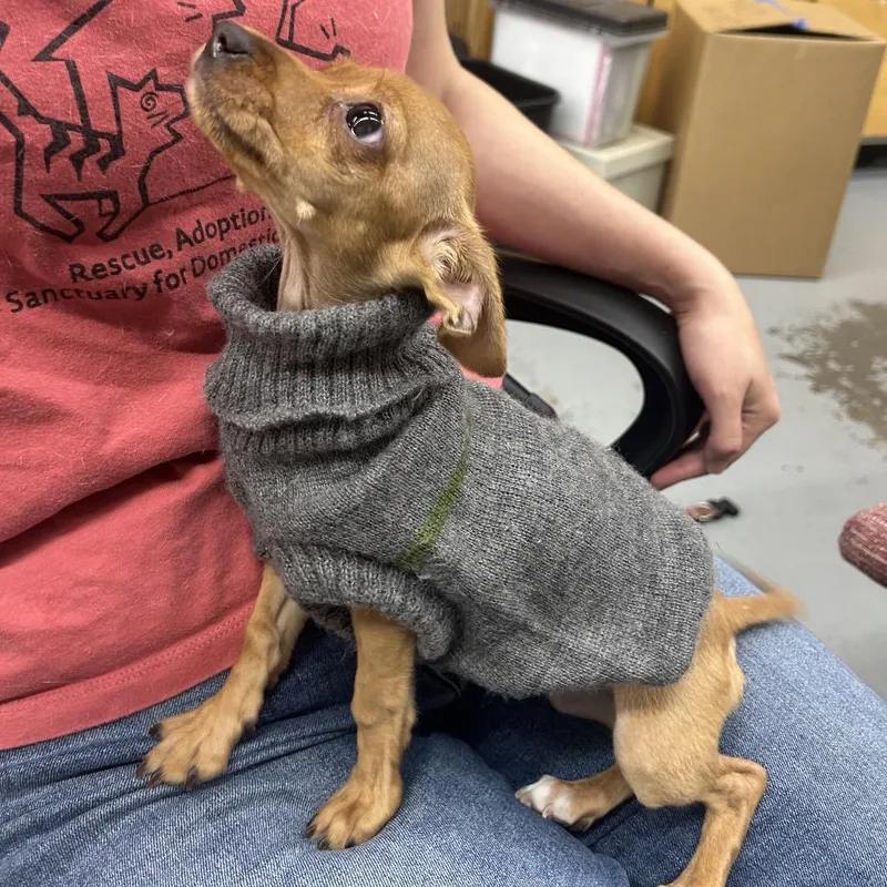 Dobby thumbnail 3