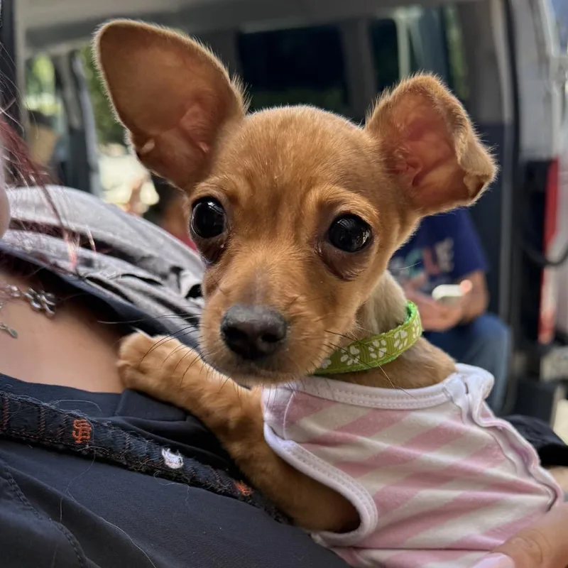 Dobby thumbnail 5