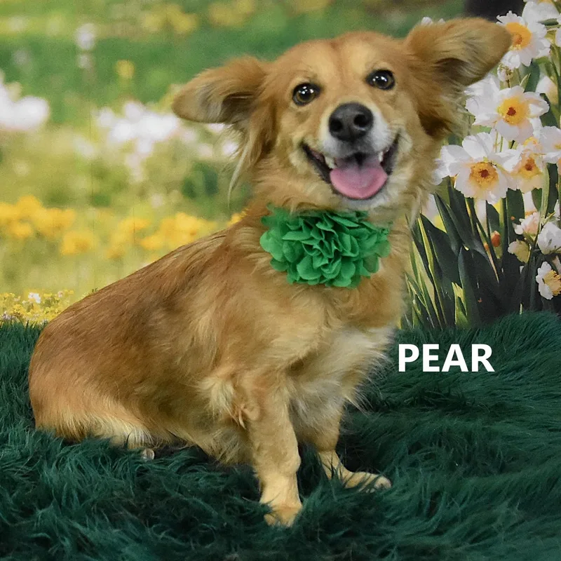 An adult small-sized female Golden Cardigan Welsh Corgi dog named Pearl for adoption in Marana, AZ
